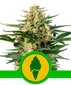 Green Gelato Auto USA Premium — Royal Queen