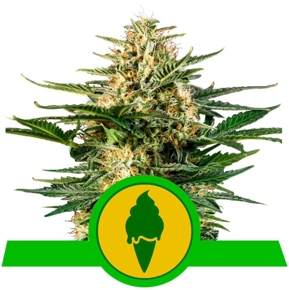 Green Gelato Auto USA Premium — Royal Queen