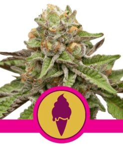 Green Gelato USA Premium Fem — Royal Queen