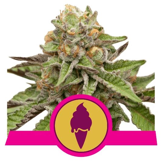 Green Gelato USA Premium Fem — Royal Queen