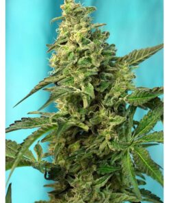 Green Poison Fast Version Fem — Sweet Seeds