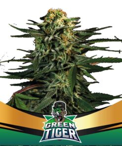 Green Tiger Fast Version Fem — BSF Seeds