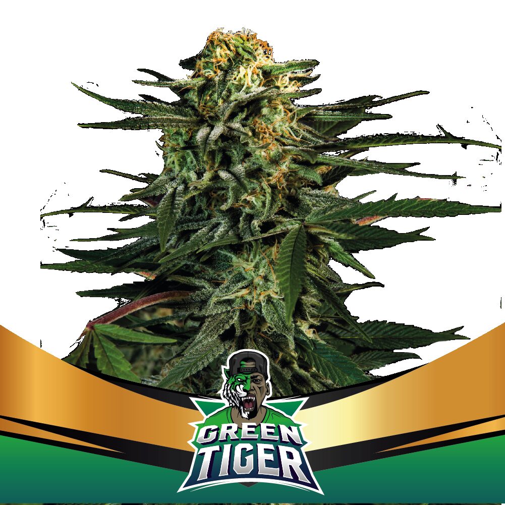 Green Tiger Fast Version Fem — BSF Seeds