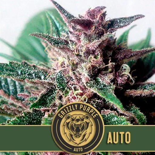 Grizzly Purple Auto — Blimburn Seeds