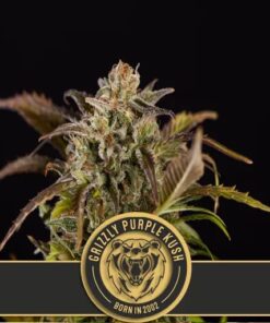 Grizzly Purple Kush Fem — Blimburn Seeds