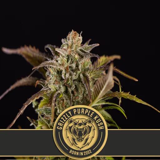 Grizzly Purple Kush Fem — Blimburn Seeds Grizzly Purple Kush Fem — Blimburn Seeds