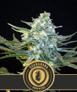 Guanabana Fem — Blimburn Seeds