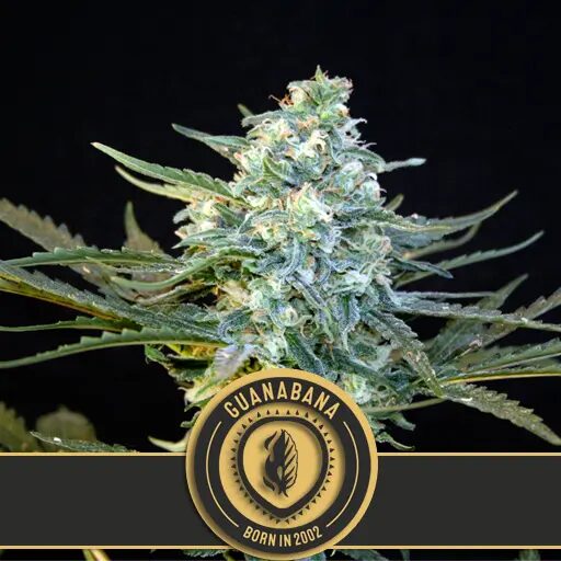 Guanabana Fem — Blimburn Seeds Guanabana Fem — Blimburn Seeds