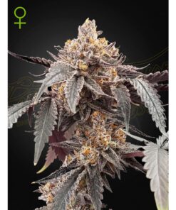 Guava x Gelato #41 Auto — Green House
