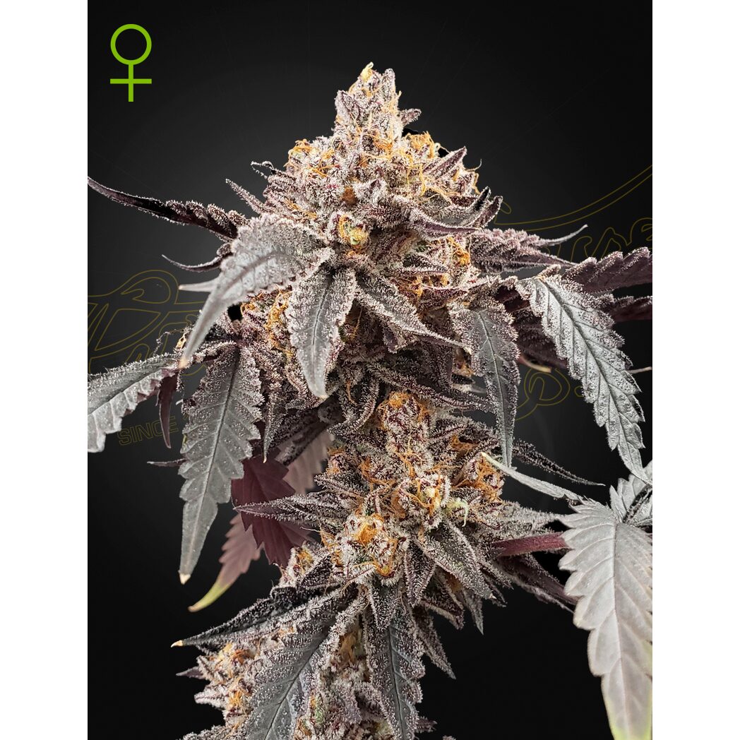 Guava x Gelato #41 Auto — Green House
