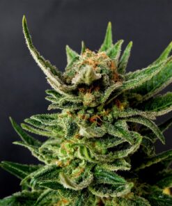 Gypsy Kush Fem — Kannabia Seeds