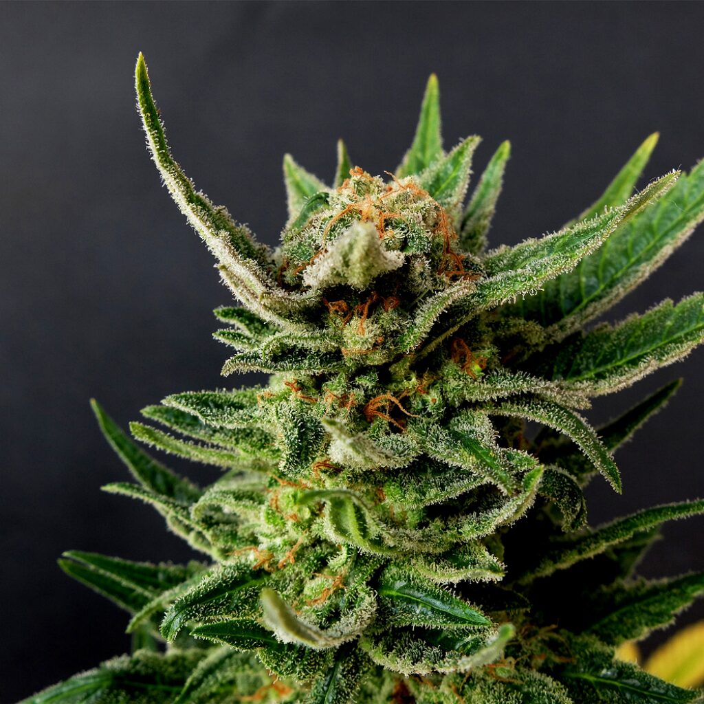 Gypsy Kush Fem — Kannabia Seeds