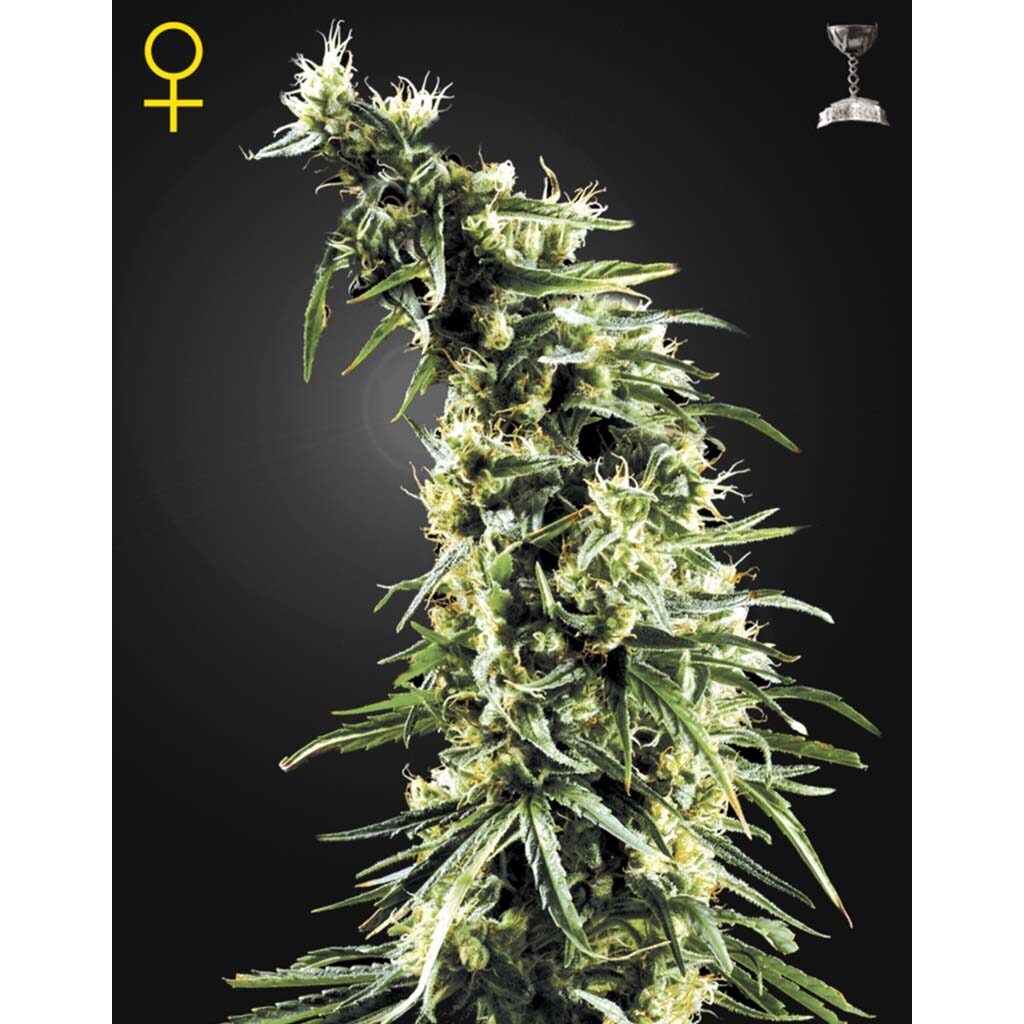 Hawaiian Snow Fem. — Green House