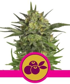 Haze Berry Fem — Royal Queen
