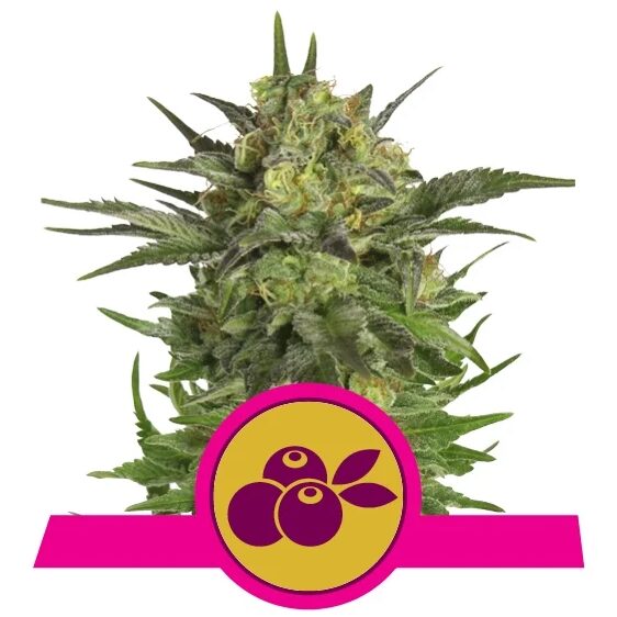 Haze Berry Fem — Royal Queen