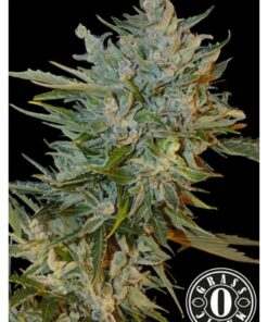 Haze Gom Auto — Grassomatic