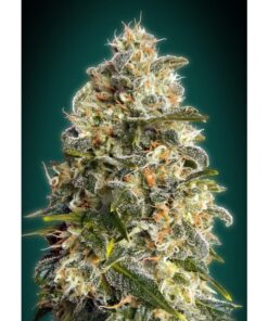 Heavy Bud Fem — Advanced Seeds