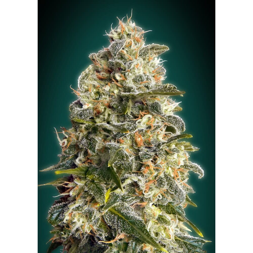 Heavy Bud Fem — Advanced Seeds