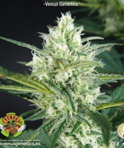 Hielo Fem. — Venus Genetics
