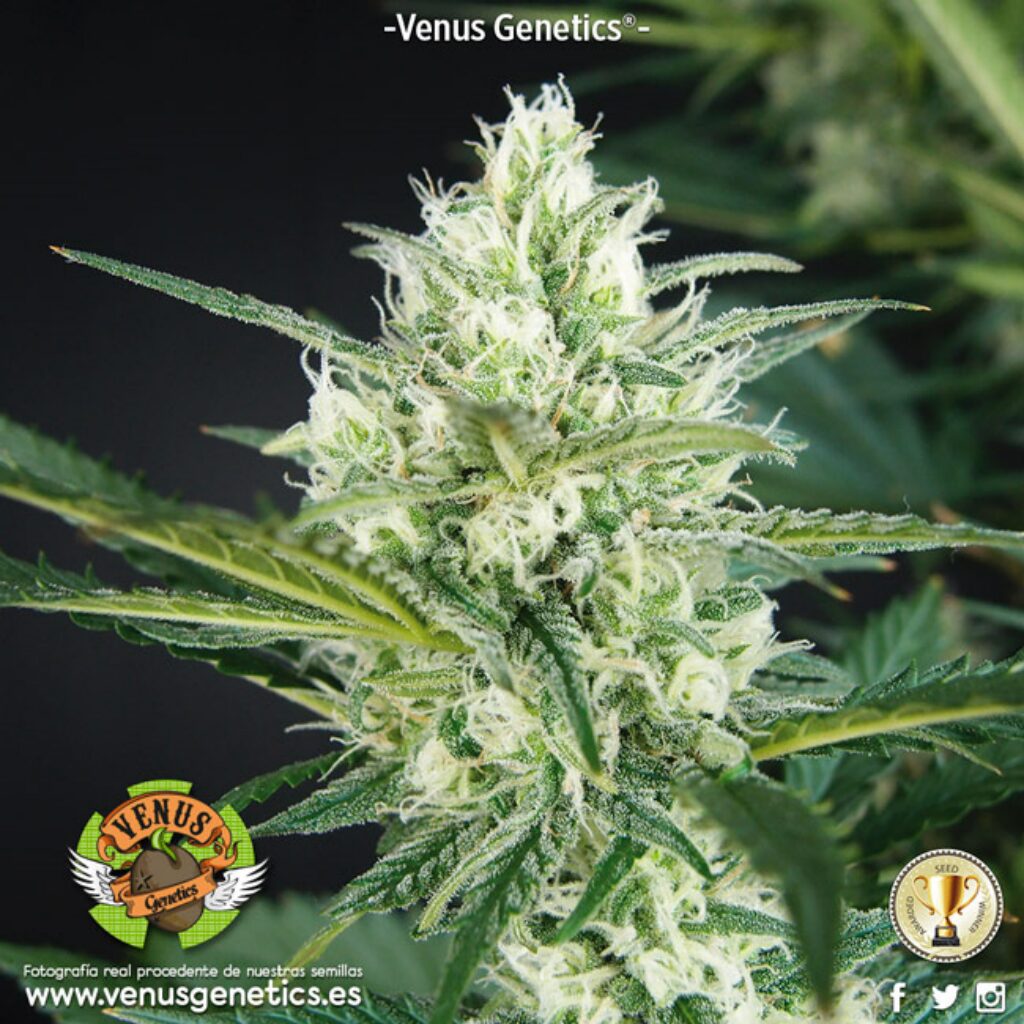 Hielo Fem. — Venus Genetics