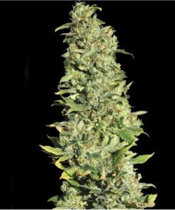 High Level Fem — Eva Seeds