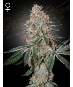 HighCloudZ Fem — Green House