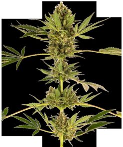 Himalayan CBD Fem — Sensi Seeds