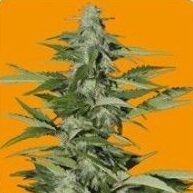 Hindiana (Hindu Kush Auto) — Seeds of Life