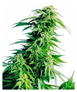 Hindu Kush 10Und Reg. — Sensi Seeds