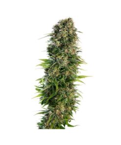 Hindu Kush Auto — Sensi Seeds
