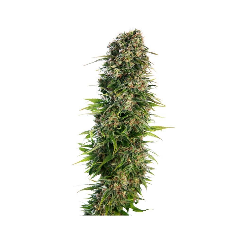 Hindu Kush Auto — Sensi Seeds