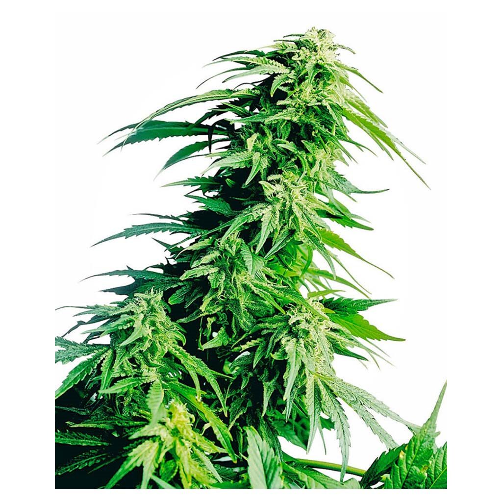 Hindu Kush Fem — Sensi Seeds