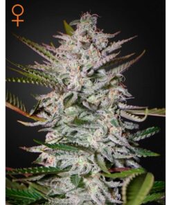 Holy Punch Fem. — Green House