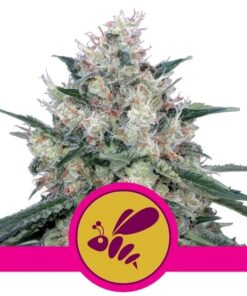 Honey Cream Fast Version — Royal Queen