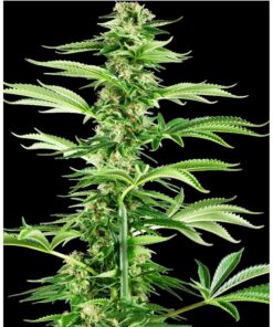 Honey Melon Haze Fem — Sensi Seeds