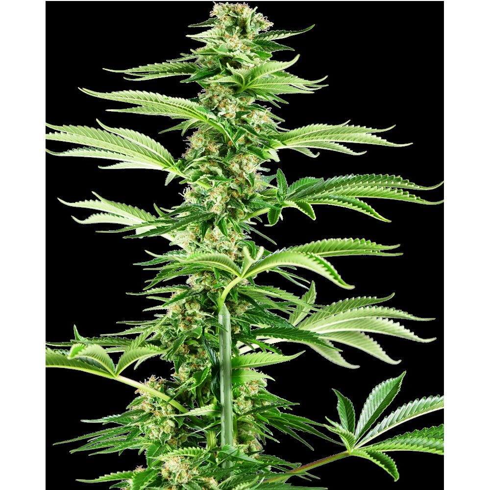 Honey Melon Haze Fem — Sensi Seeds