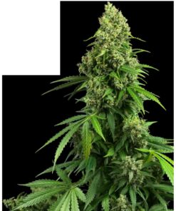 Honey Melon Kush Auto — Sensi Seeds