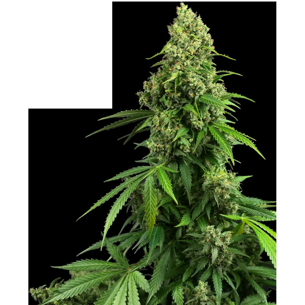 Honey Melon Kush Auto — Sensi Seeds