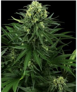 Honey Melon Kush Fem — Sensi Seeds