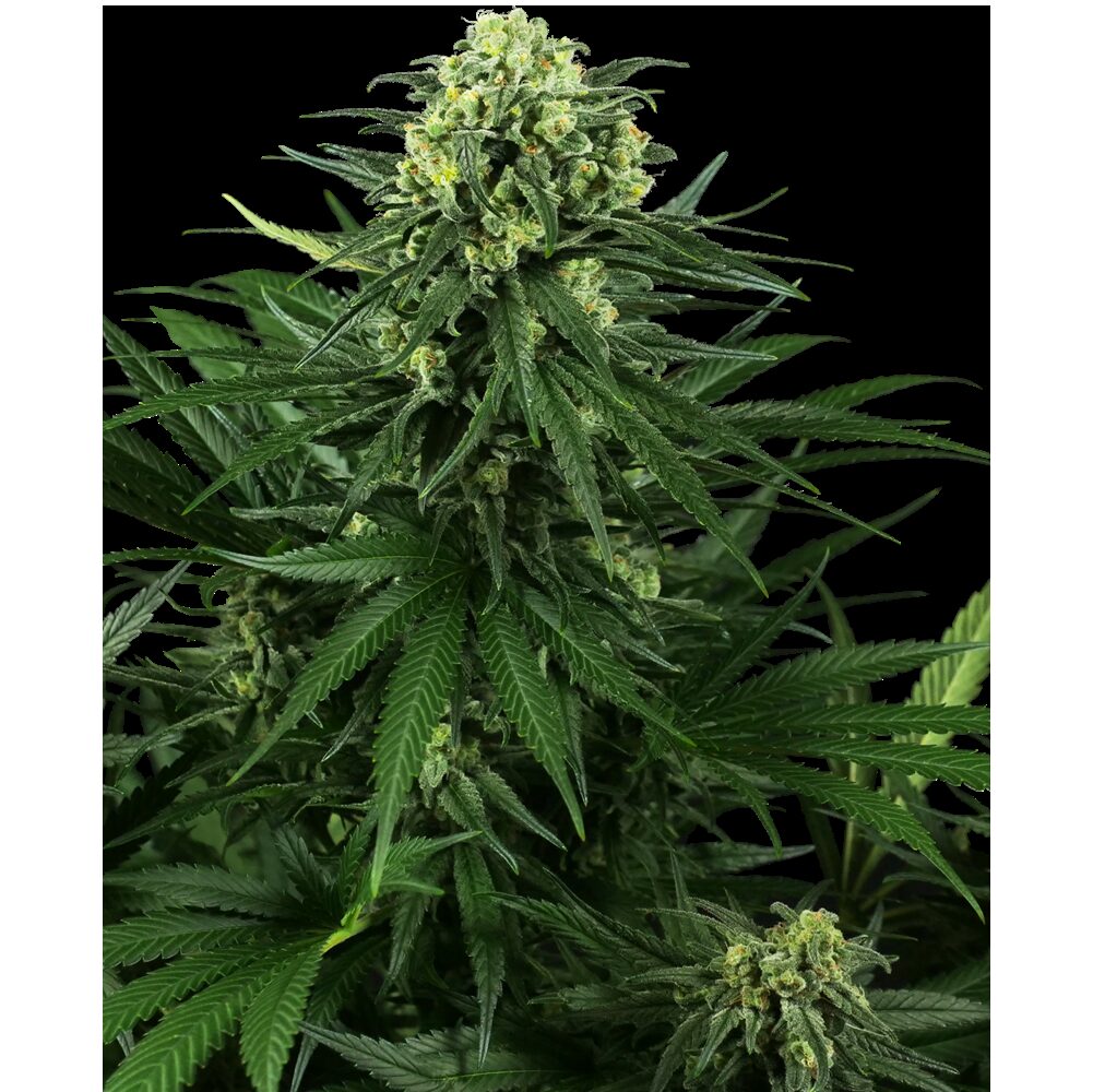 Honey Melon Kush Fem — Sensi Seeds