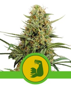 Hulkberry Auto USA Premium — Royal Queen
