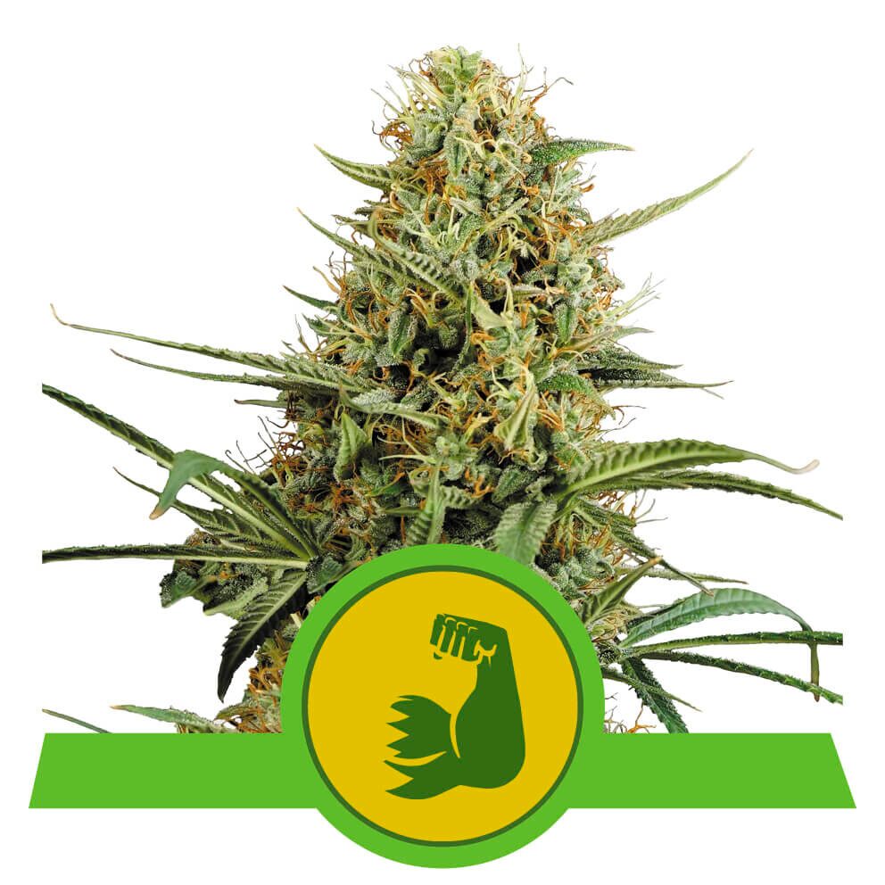 Hulkberry Auto USA Premium — Royal Queen