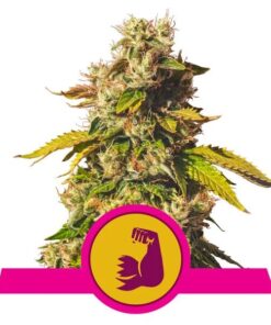 HulkBerry USA Premium Fem — Royal Queen