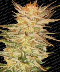 Ice Cream Fem. — Paradise Seeds