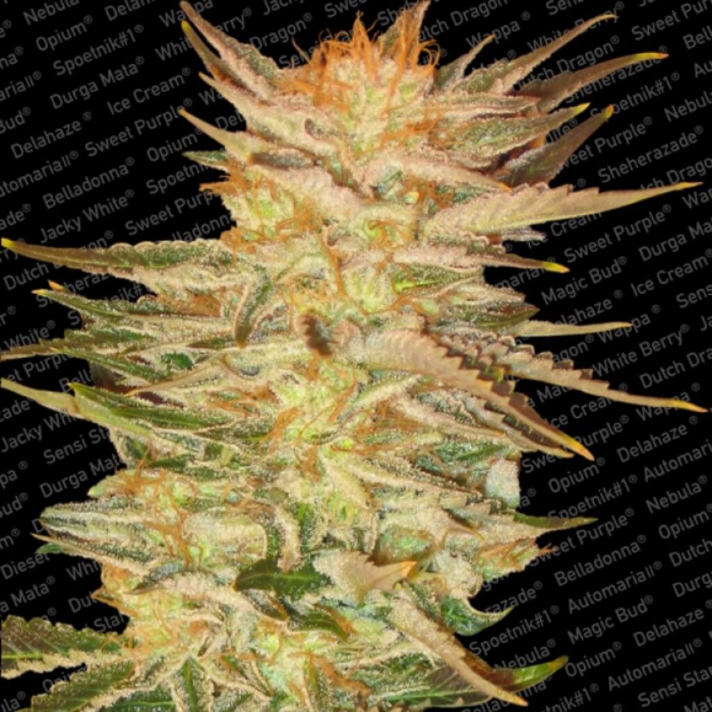 Ice Cream Fem. — Paradise Seeds