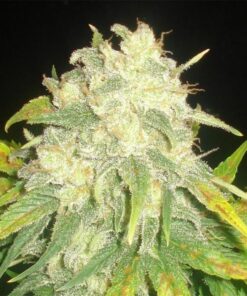 Il Diavolo Auto — Delicious Seeds