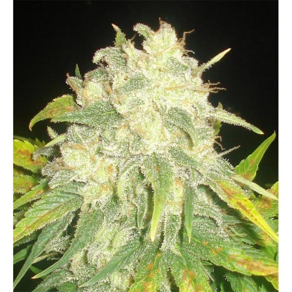 Il Diavolo Auto — Delicious Seeds