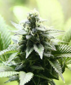 Indica Cream Fem — Kannabia Seeds