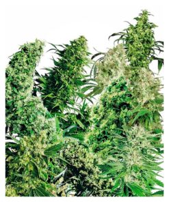 Indoor Mix 25Und Reg. — Sensi Seeds