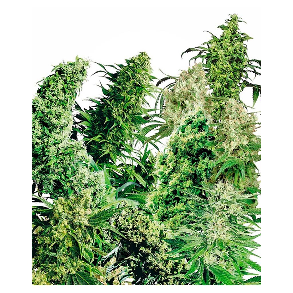 Indoor Mix 25Und Reg. — Sensi Seeds